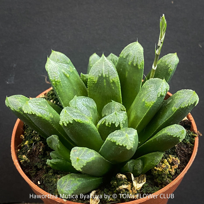 Flowering Haworthia Mutica Byakuya succulent plant with beautifully textured leaves cultivated at TOMs FLOWer CLUB.