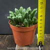 Haworthia Mutica Byakuya succulent plant with beautifully textured leaves cultivated at TOMs FLOWer CLUB.