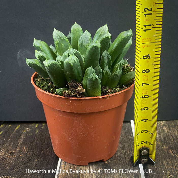 Haworthia Mutica Byakuya succulent plant with beautifully textured leaves cultivated at TOMs FLOWer CLUB.