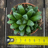 Haworthia Mutica Byakuya succulent plant with beautifully textured leaves cultivated at TOMs FLOWer CLUB.