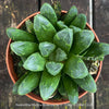 Haworthia Mutica Byakuya succulent plant with beautifully textured leaves cultivated at TOMs FLOWer CLUB.