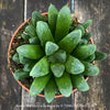 Haworthia Mutica Byakuya succulent plant with beautifully textured leaves for sale at TOMs FLOWer CLUB.