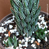 Haworthia Reinwardtii Kaffirdriftensis, organically grown succulent plants for sale at TOMs FLOWer CLUB.