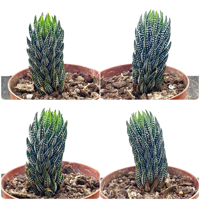 Haworthia Reinwardtii Kaffirdriftensis, organically grown succulent plants for sale at TOMs FLOWer CLUB.