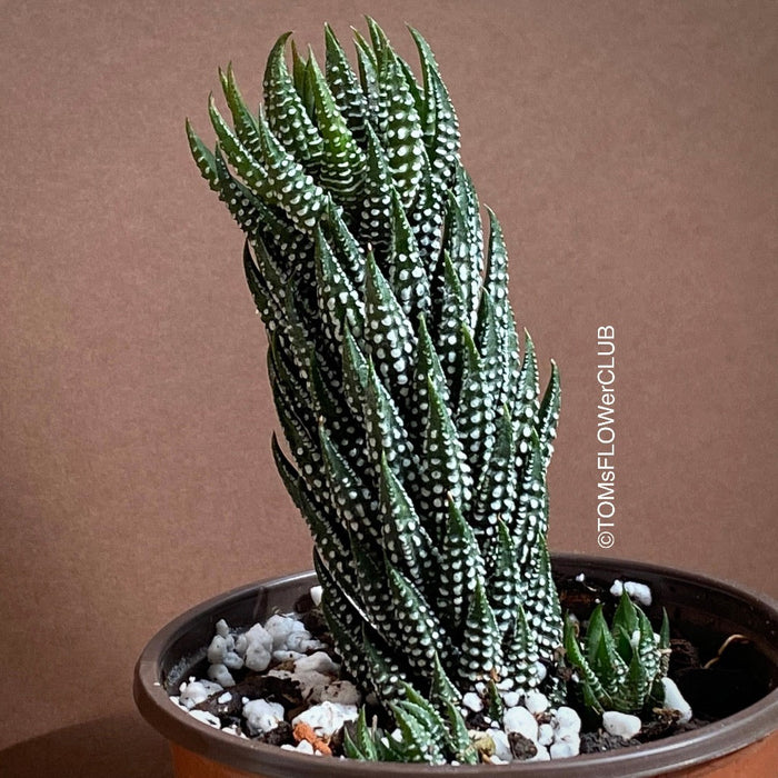 Haworthia Reinwardtii Kaffirdriftensis, organically grown succulent plants for sale at TOMs FLOWer CLUB.