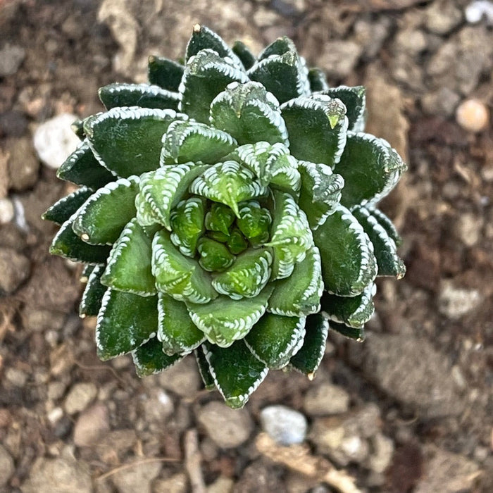 Haworthia Reinwardtii Kaffirdriftensis, organically grown succulent plants for sale at TOMs FLOWer CLUB.