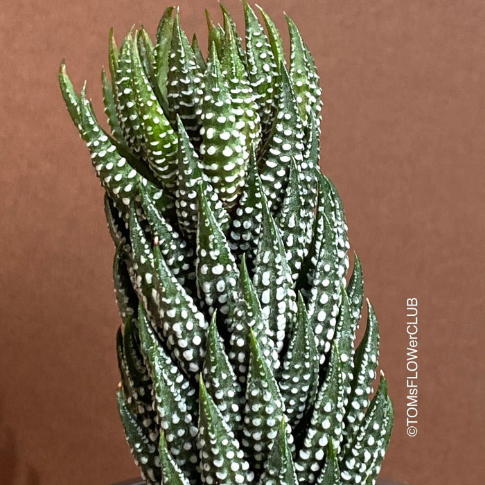 Haworthia Reinwardtii Kaffirdriftensis, organically grown succulent plants for sale at TOMs FLOWer CLUB.