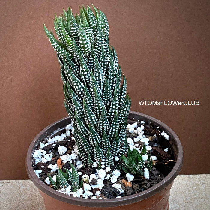 Haworthia Reinwardtii Kaffirdriftensis, organically grown succulent plants for sale at TOMs FLOWer CLUB.