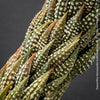 Leaf detail of Haworthia Reinwardtii Kaffirdriftensis, organically grown succulent plants for sale at TOMs FLOWer CLUB.