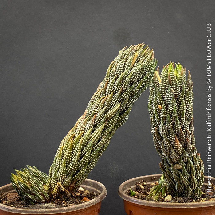 Collection plants of Haworthia Reinwardtii Kaffirdriftensis, organically grown succulent plants for sale at TOMs FLOWer CLUB.