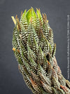 Detail of Haworthia Reinwardtii Kaffirdriftensis, organically grown succulent plants for sale at TOMs FLOWer CLUB.