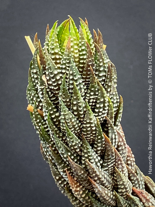 Detail of Haworthia Reinwardtii Kaffirdriftensis, organically grown succulent plants for sale at TOMs FLOWer CLUB.