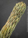 Haworthia Reinwardtii Kaffirdriftensis, organically grown succulent plants for sale at TOMs FLOWer CLUB.