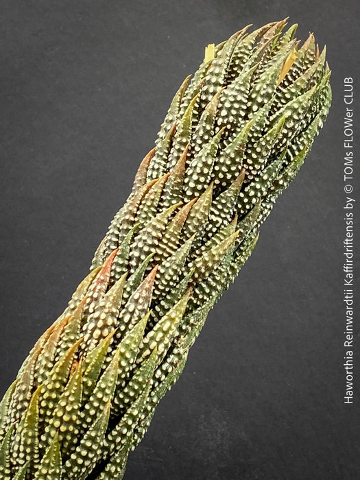 Haworthia Reinwardtii Kaffirdriftensis, organically grown succulent plants for sale at TOMs FLOWer CLUB.