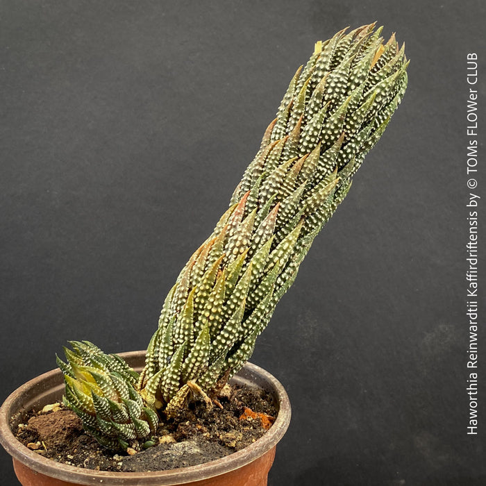 Haworthia Reinwardtii Kaffirdriftensis, organically grown succulent plants for sale at TOMs FLOWer CLUB.