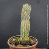 Haworthia Reinwardtii Kaffirdriftensis, organically grown succulent plants for sale at TOMs FLOWer CLUB.