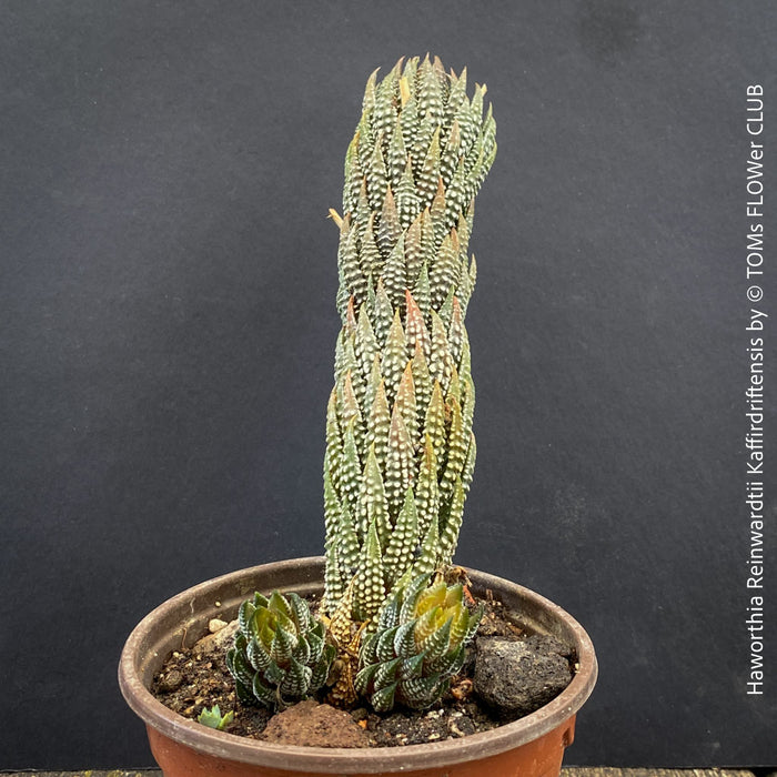 Haworthia Reinwardtii Kaffirdriftensis, organically grown succulent plants for sale at TOMs FLOWer CLUB.