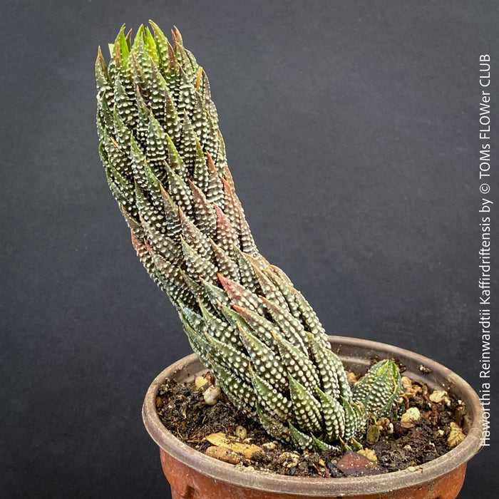 Haworthia Reinwardtii Kaffirdriftensis, organically grown succulent plants for sale at TOMs FLOWer CLUB.