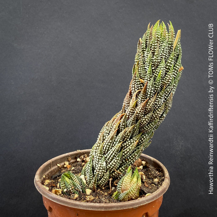 Haworthia Reinwardtii Kaffirdriftensis, organically grown succulent plants for sale at TOMs FLOWer CLUB.