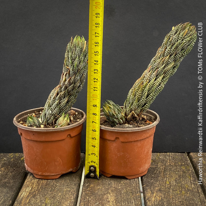 Haworthia Reinwardtii Kaffirdriftensis, organically grown succulent plants for sale at TOMs FLOWer CLUB.