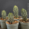 Haworthia Reinwardtii Kaffirdriftensis, organically grown succulent plants for sale at TOMs FLOWer CLUB.