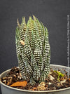 Haworthia Reinwardtii Kaffirdriftensis, organically grown succulent plants for sale at TOMs FLOWer CLUB.v