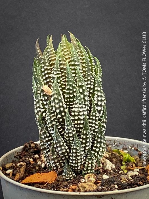 Haworthia Reinwardtii Kaffirdriftensis, organically grown succulent plants for sale at TOMs FLOWer CLUB.v