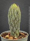 Haworthia Reinwardtii Kaffirdriftensis, organically grown succulent plants for sale at TOMs FLOWer CLUB.