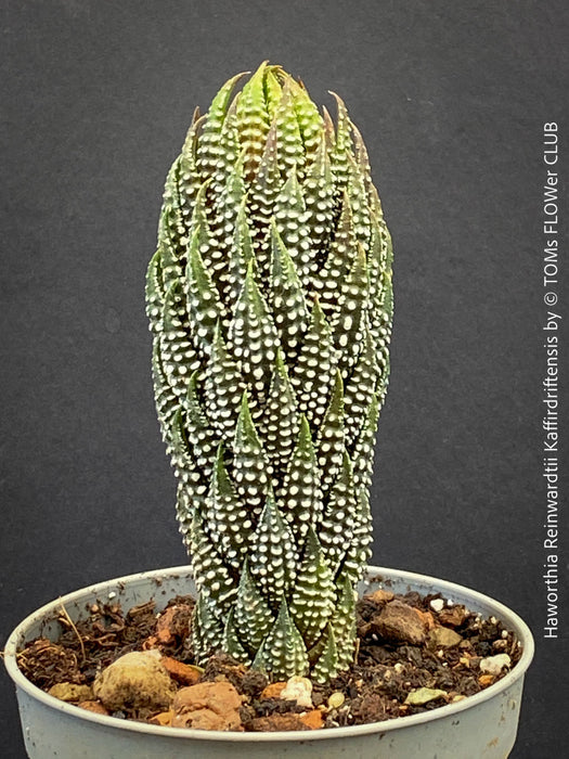 Haworthia Reinwardtii Kaffirdriftensis, organically grown succulent plants for sale at TOMs FLOWer CLUB.