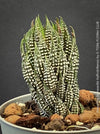 Haworthia Reinwardtii Kaffirdriftensis, organically grown succulent plants for sale at TOMs FLOWer CLUB.