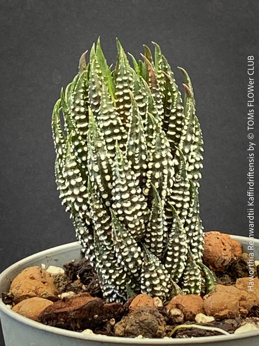 Haworthia Reinwardtii Kaffirdriftensis, organically grown succulent plants for sale at TOMs FLOWer CLUB.