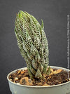Haworthia Reinwardtii Kaffirdriftensis, organically grown succulent plants for sale at TOMs FLOWer CLUB.