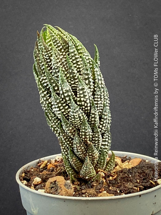 Haworthia Reinwardtii Kaffirdriftensis, organically grown succulent plants for sale at TOMs FLOWer CLUB.