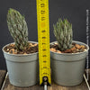 Haworthia Reinwardtii Kaffirdriftensis, organically grown succulent plants for sale at TOMs FLOWer CLUB.