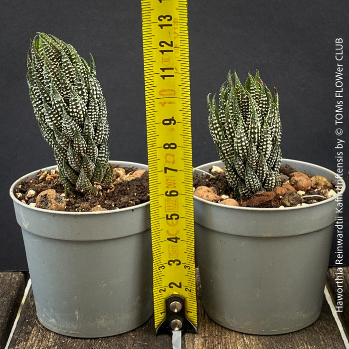 Haworthia Reinwardtii Kaffirdriftensis, organically grown succulent plants for sale at TOMs FLOWer CLUB.