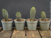 Haworthia Reinwardtii Kaffirdriftensis, organically grown succulent plants for sale at TOMs FLOWer CLUB.