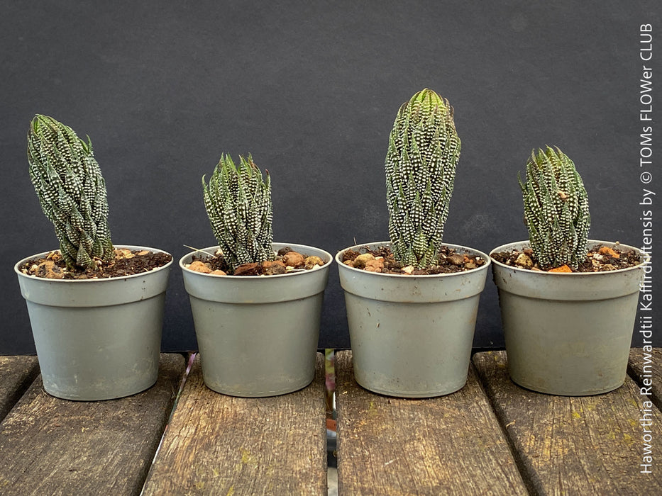 Haworthia Reinwardtii Kaffirdriftensis, organically grown succulent plants for sale at TOMs FLOWer CLUB.