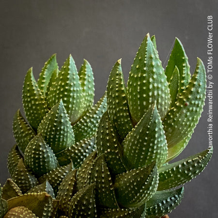 Haworthia Reinwardtii, organically grown succulent plants for sale at TOMs FLOWer CLUB.