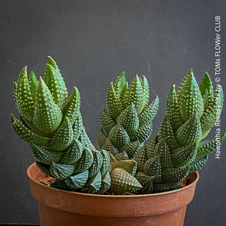 Haworthia Reinwardtii, organically grown succulent plants for sale at TOMs FLOWer CLUB.