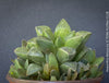Haworthia retusa, organically grown succulent plants for sale at TOMs FLOWer CLUB