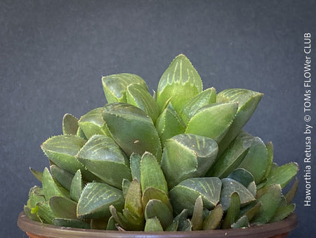 Haworthia retusa, organically grown succulent plants for sale at TOMs FLOWer CLUB