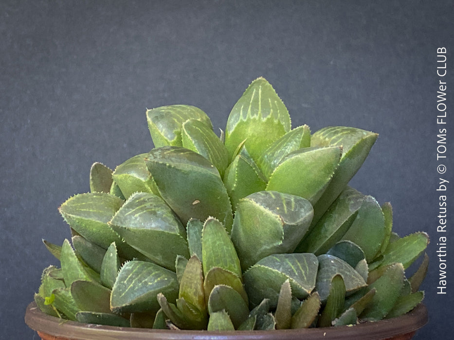 Haworthia retusa, organically grown succulent plants for sale at TOMs FLOWer CLUB