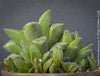 Haworthia retusa, organically grown succulent plants for sale at TOMs FLOWer CLUB