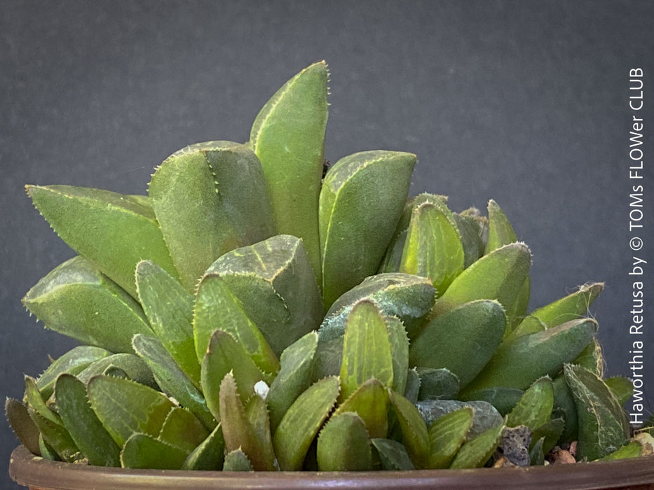 Haworthia retusa, organically grown succulent plants for sale at TOMs FLOWer CLUB