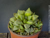 Haworthia retusa, organically grown succulent plants for sale at TOMs FLOWer CLUB