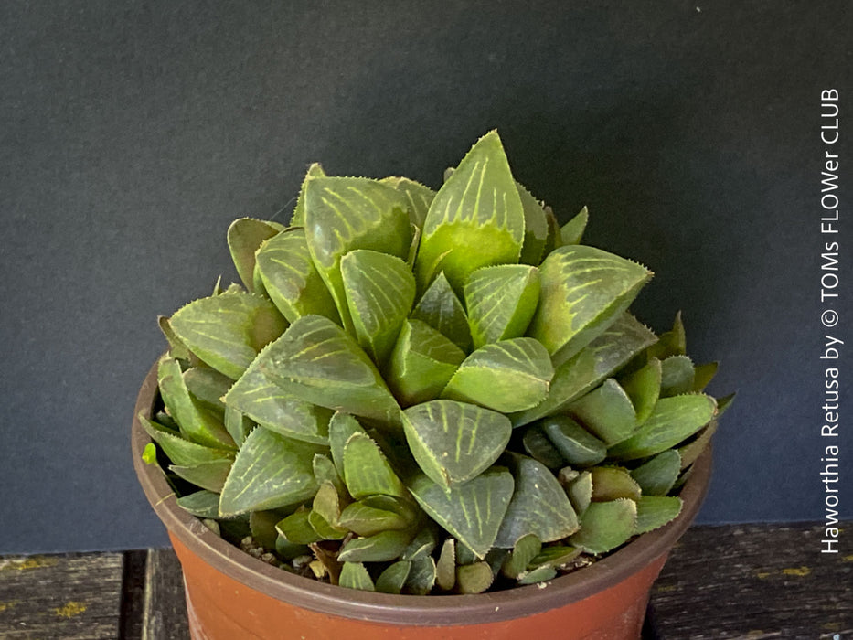 Haworthia retusa, organically grown succulent plants for sale at TOMs FLOWer CLUB