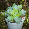 Haworthia retusa, organically grown succulent plants for sale at TOMs FLOWer CLUB