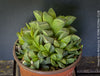 Haworthia retusa, organically grown succulent plants for sale at TOMs FLOWer CLUB
