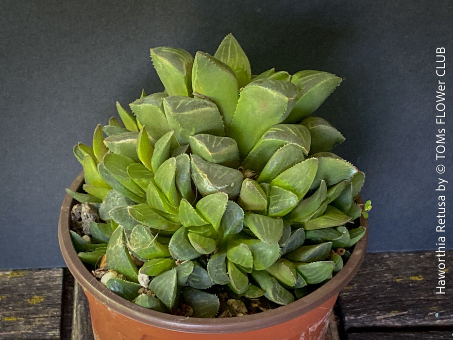 Haworthia retusa, organically grown succulent plants for sale at TOMs FLOWer CLUB