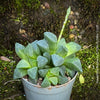 Haworthia retusa, organically grown succulent plants for sale at TOMs FLOWer CLUB